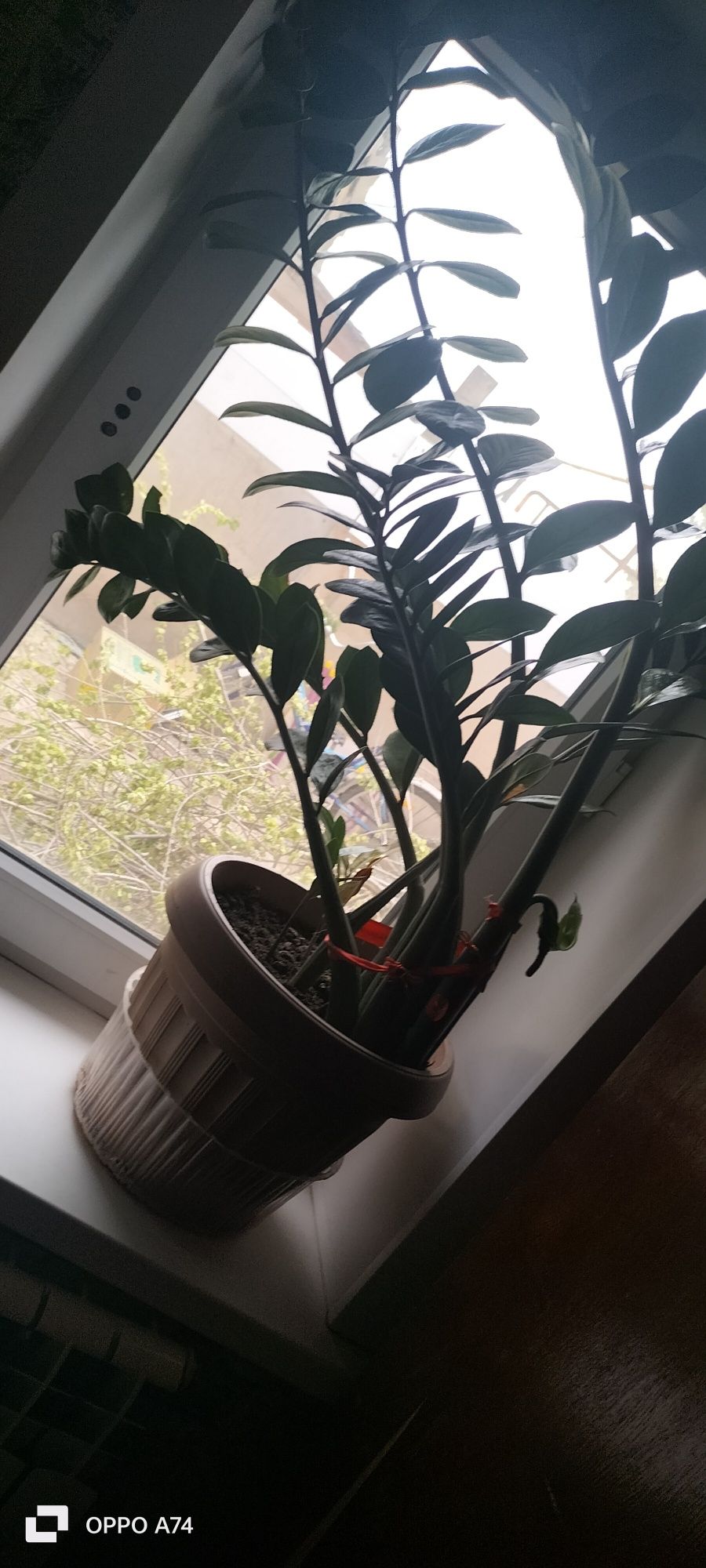 продаётся долоровое дерево