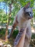 Срочно! Отдам кастрированного котика