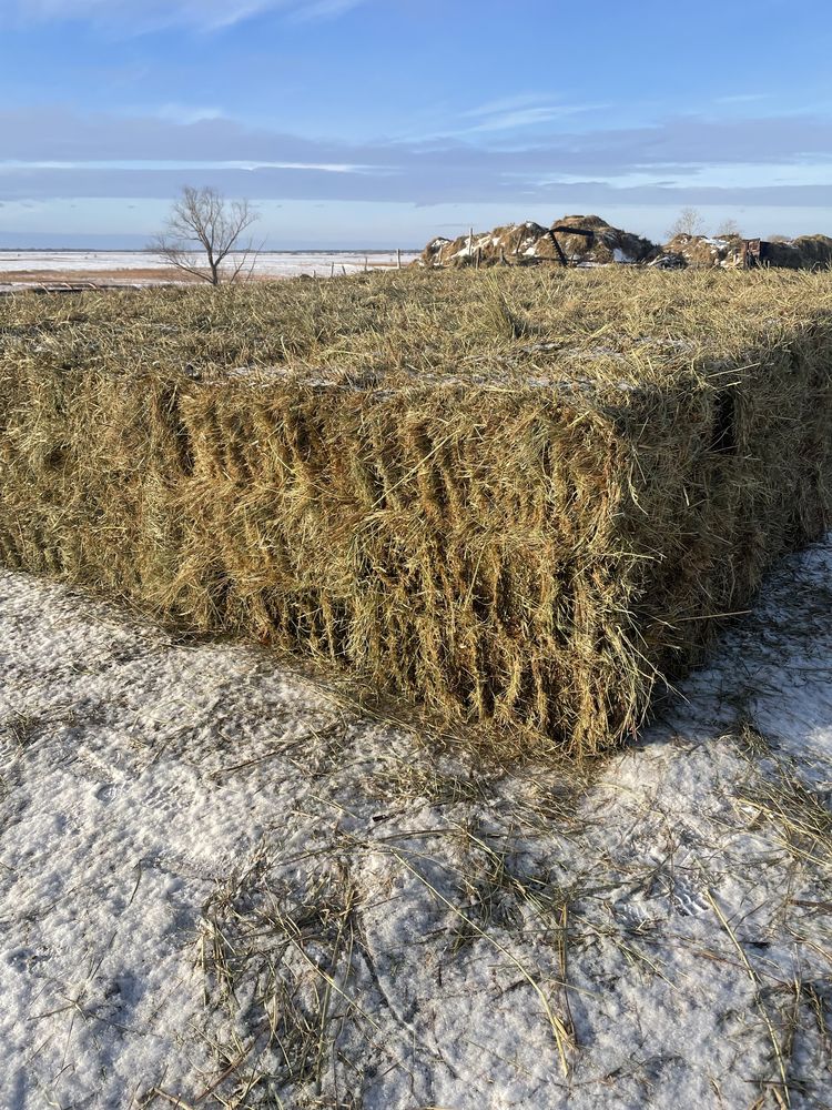 Продам сена в тюк лугавоие