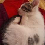 пропала кошка, 2 мая