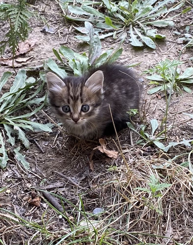 Отдам котят в добрые руки