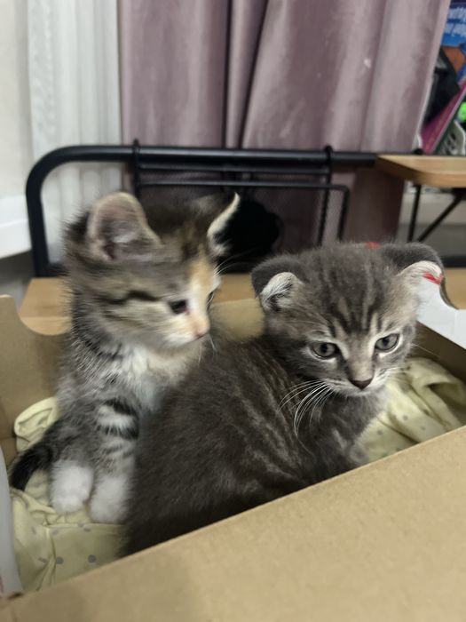 Котяты смешенные вислоухие