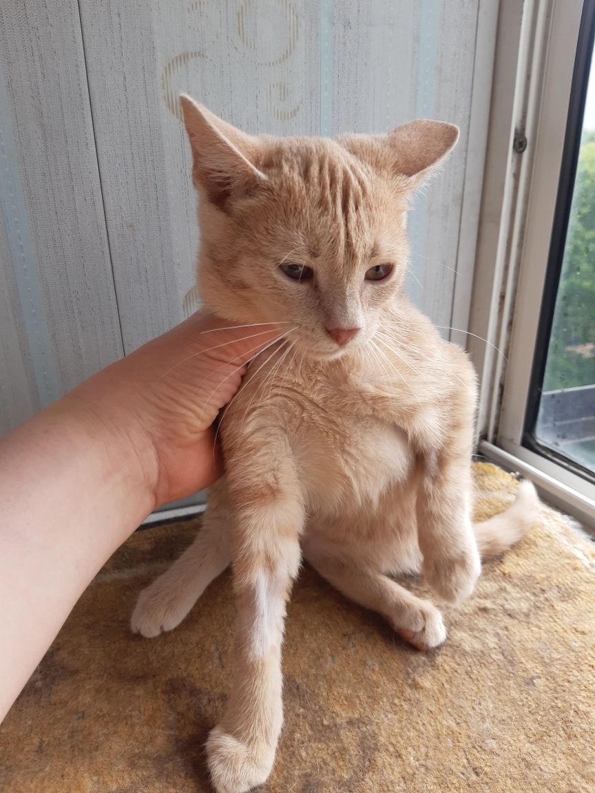 Котята  в добрые руки!