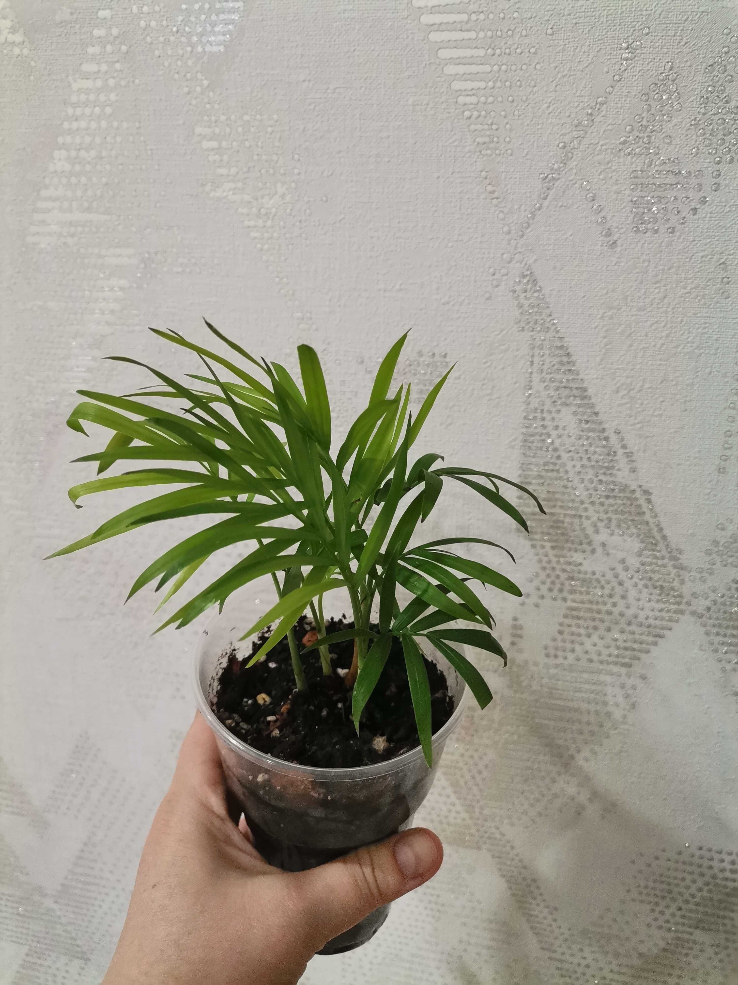 Продам Хамедорея изящная (бамбуковая пальма)