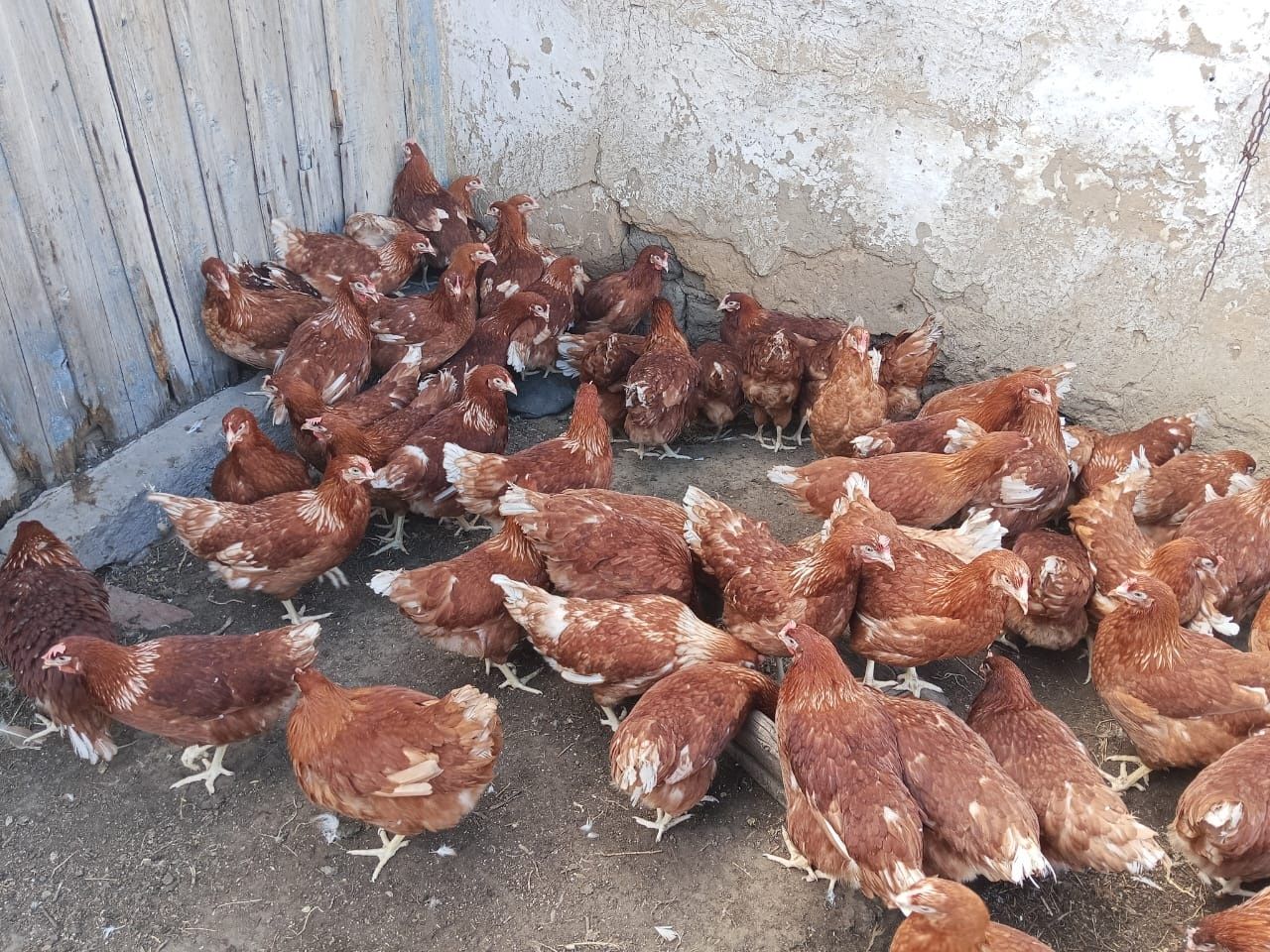 Куры несушки, ломан браун