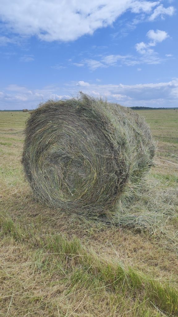 Продам сено в рулонах