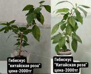 Распродажа комнатных цветов