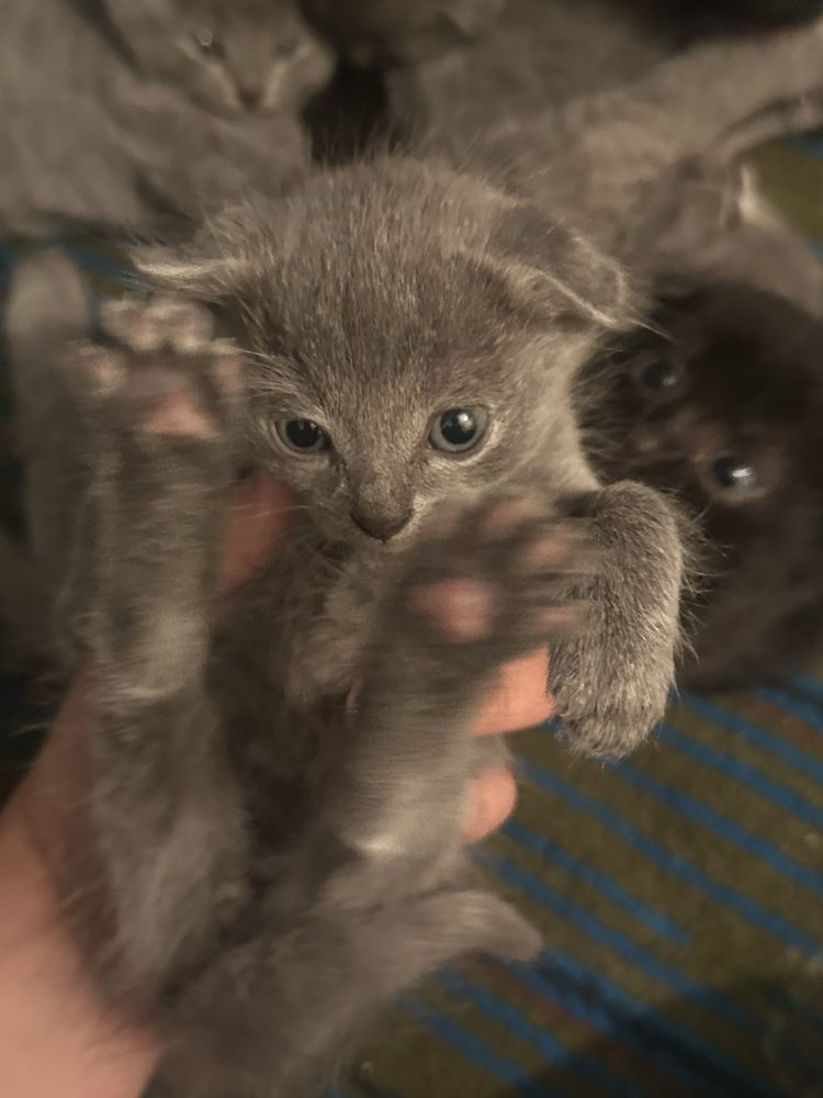Британские вислоухие котята ищут дом!