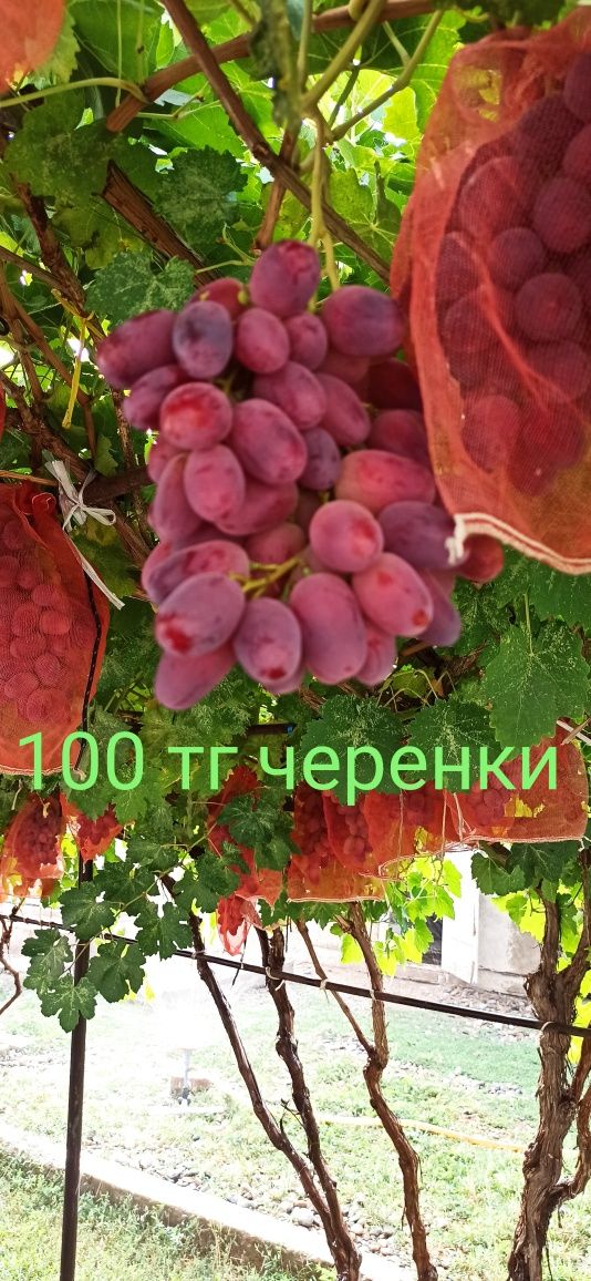 Черенки винограда и корень ризомат
