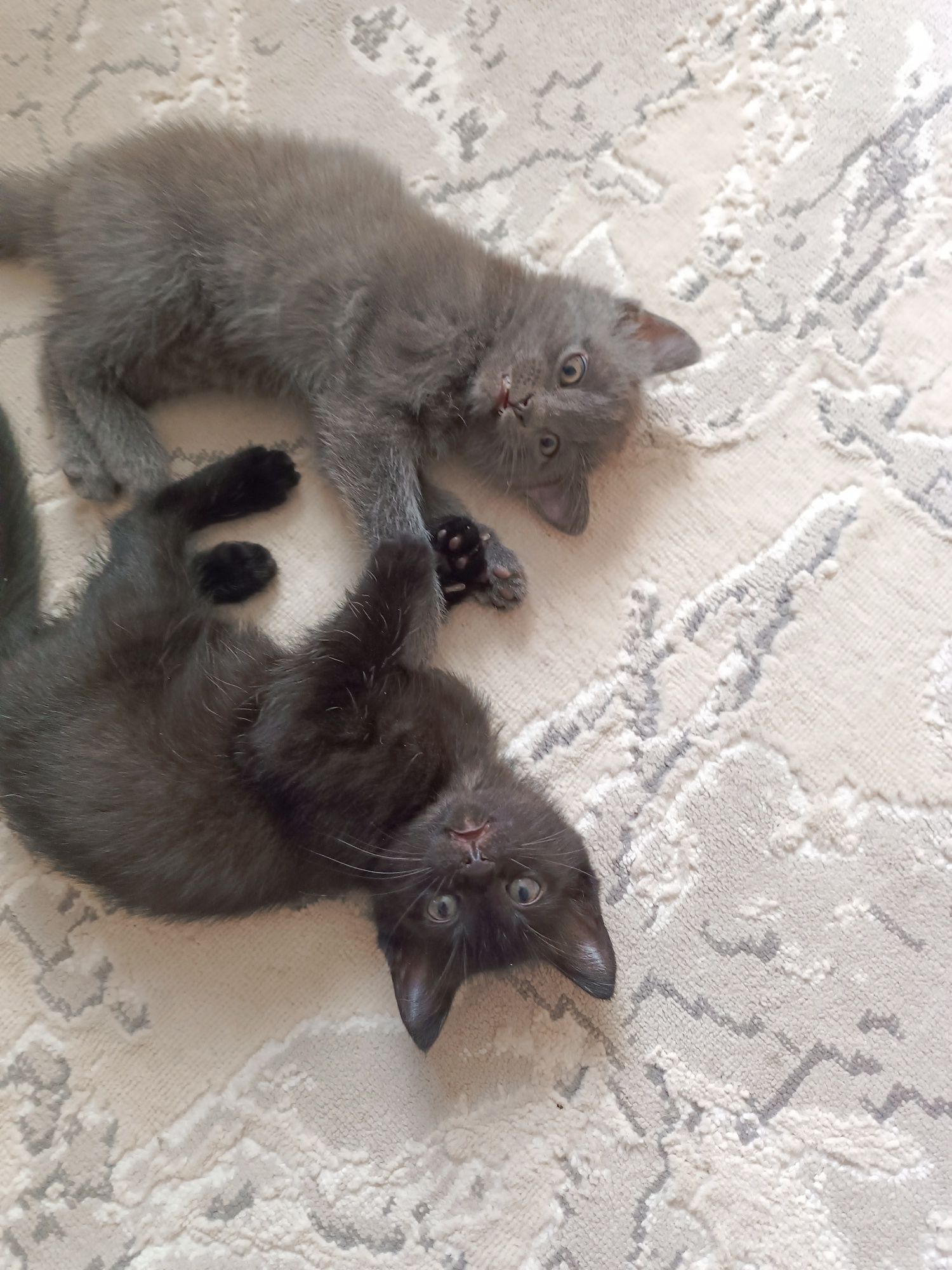 Отдам котят в хорошие руки