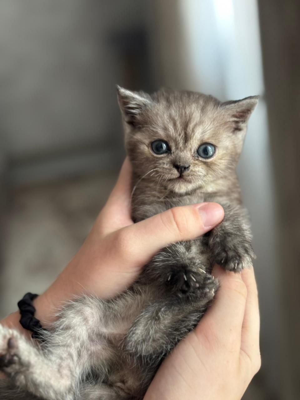 Котёнок Скоттиш Страйт