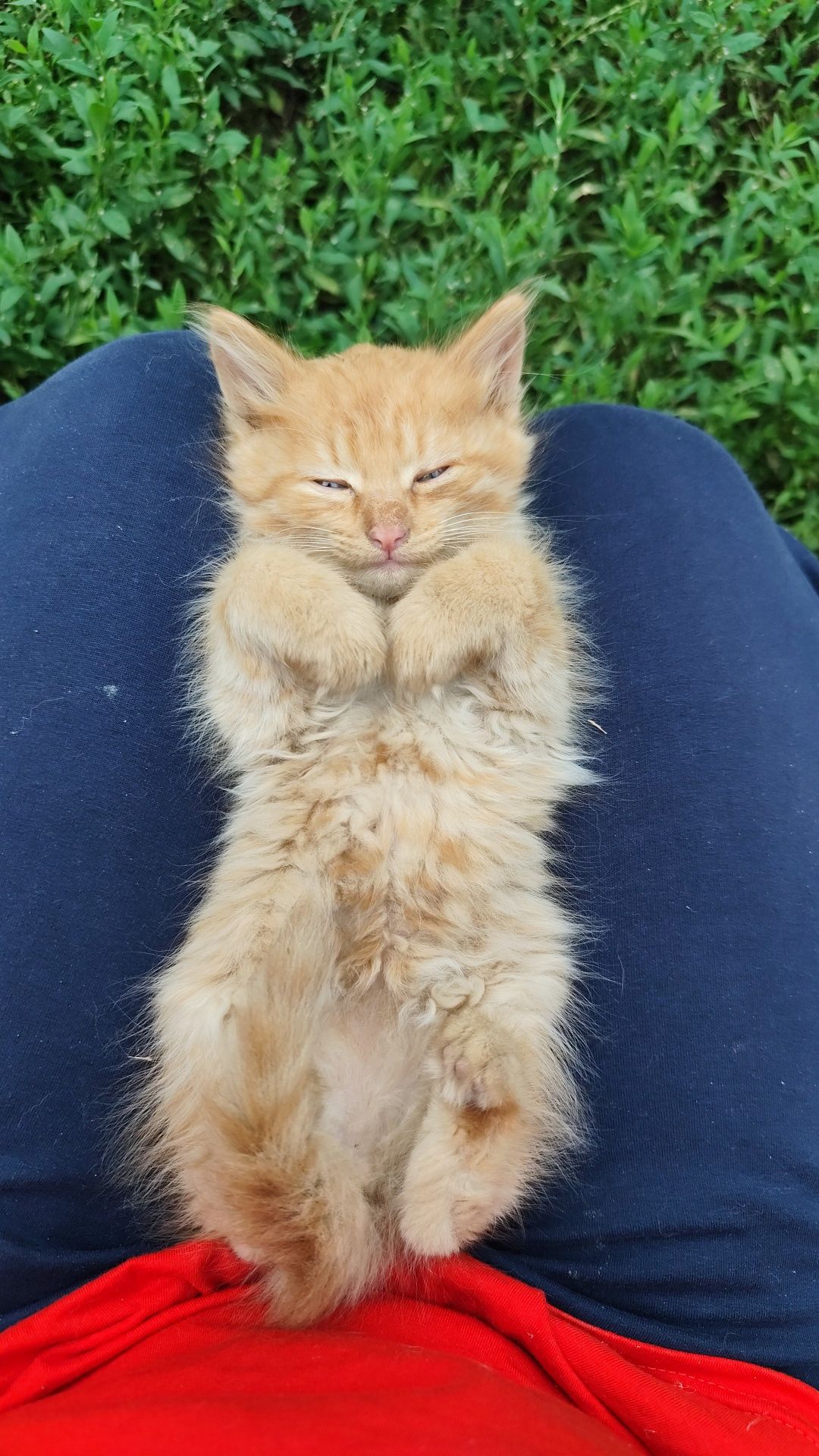 Отдам милых котят