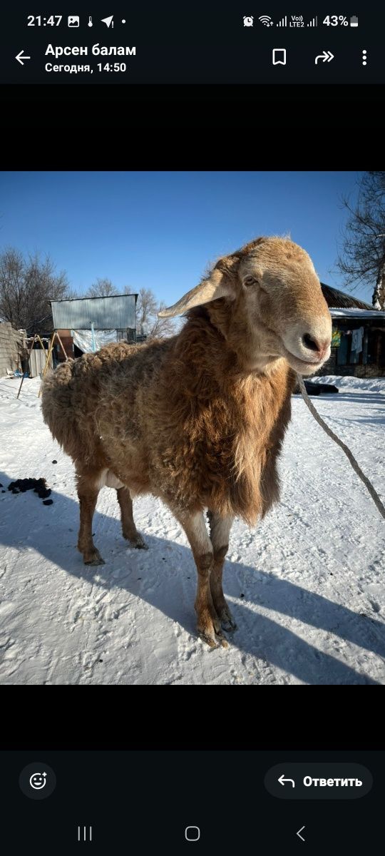 Арашан кошкар сатылады