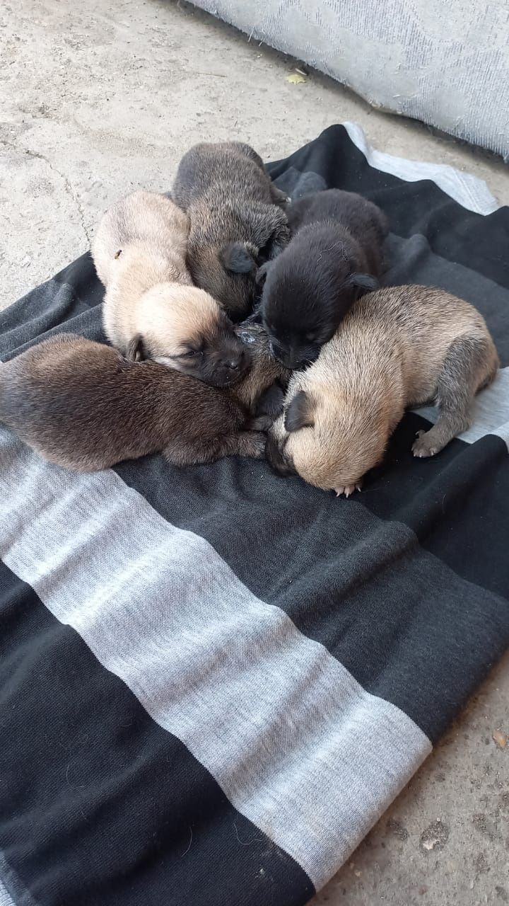 Отдам щенят в доброе руки