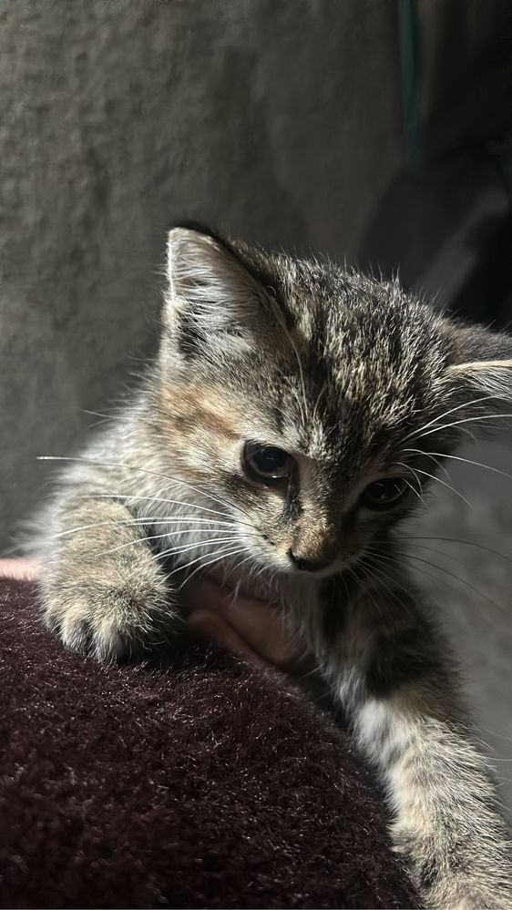Отдам доброго лаского котенка в добрые руки