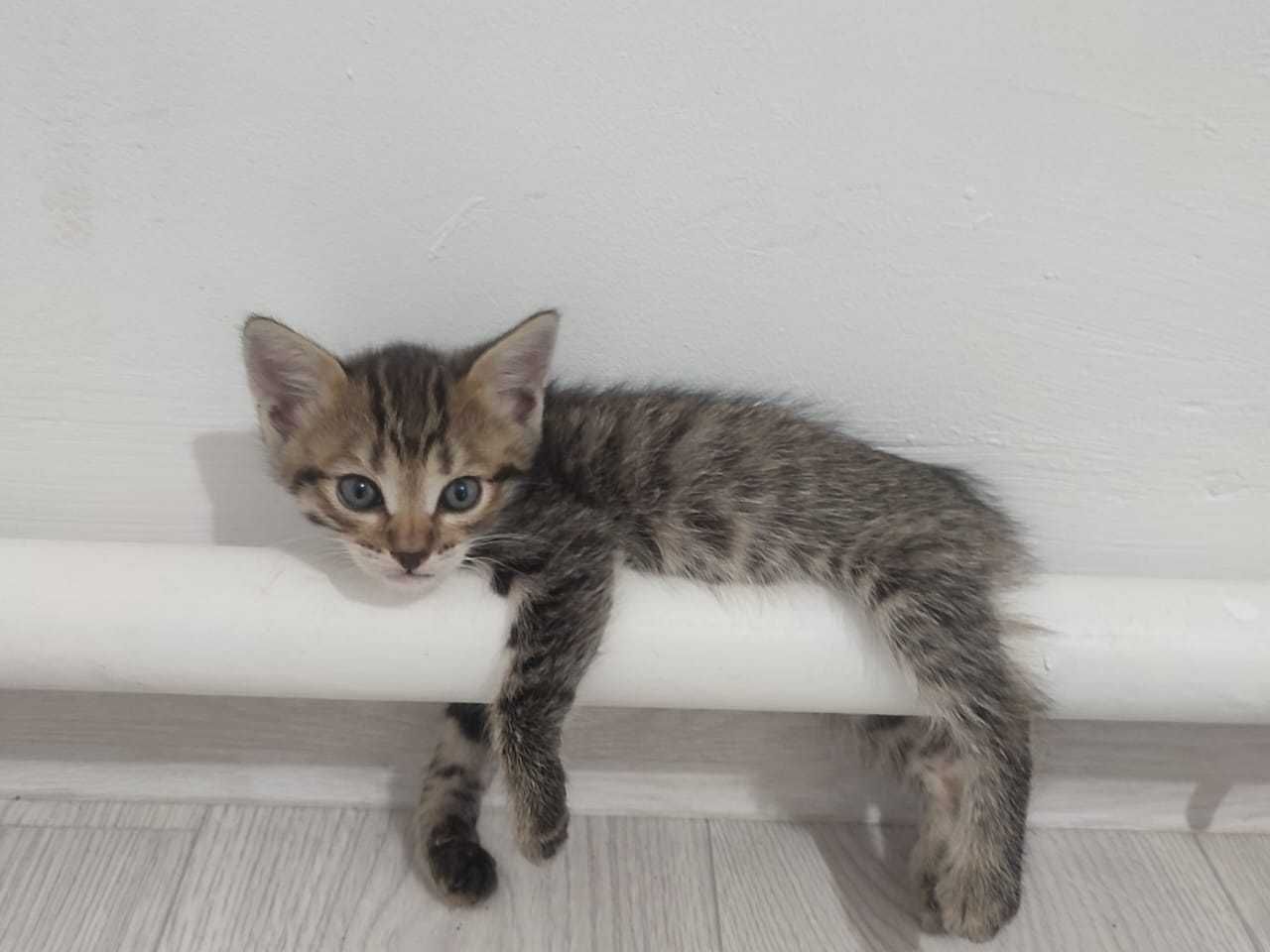 Раздам четверых котят