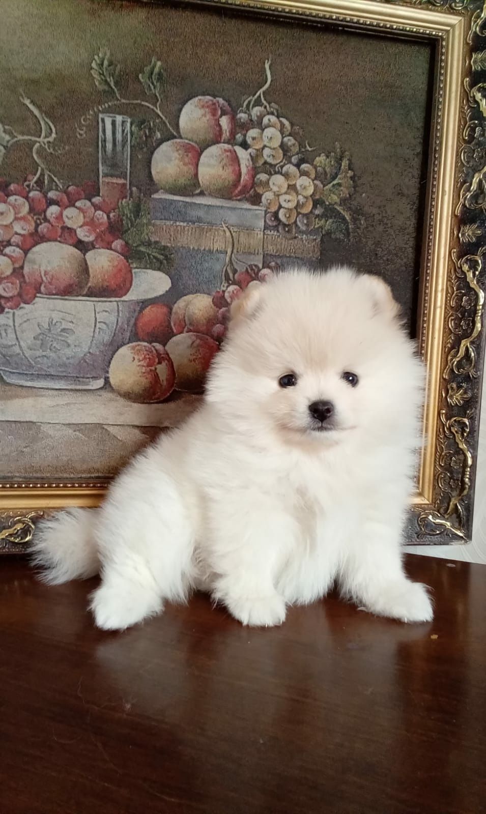 щенки шпица померашки продам.