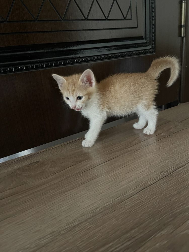 Милые котята, с мамочкой