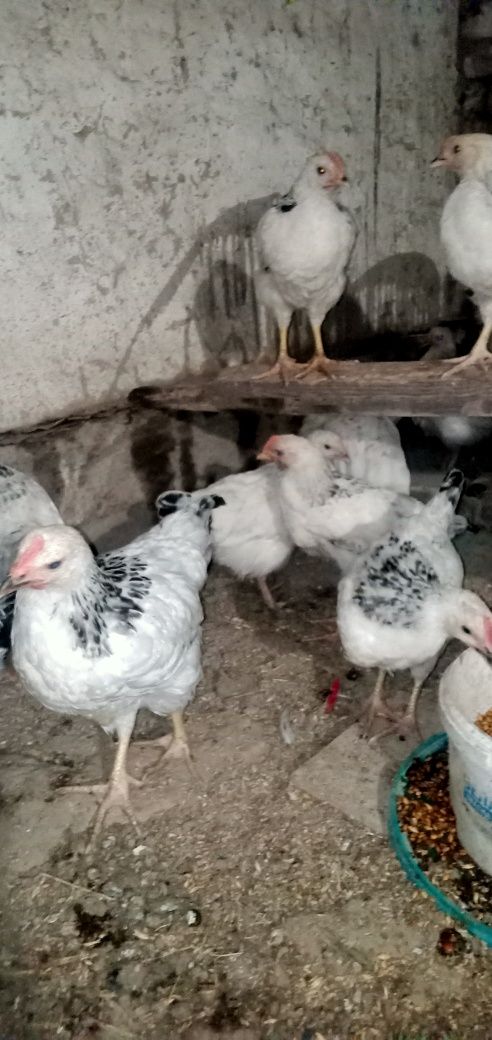 Петушки адлеры на продажу звоните