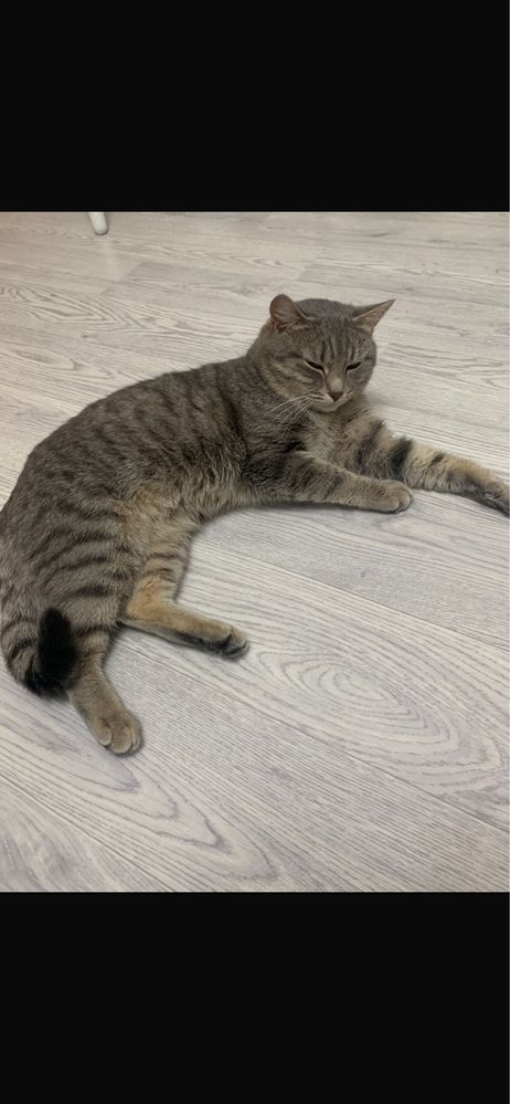 Отдадим кота в хорошие руки