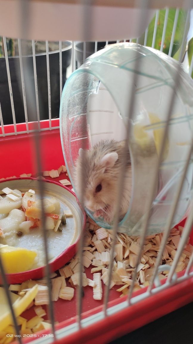 Продам хомячат с клетками