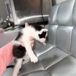Бесплатно котят папа вислоух мама кошка