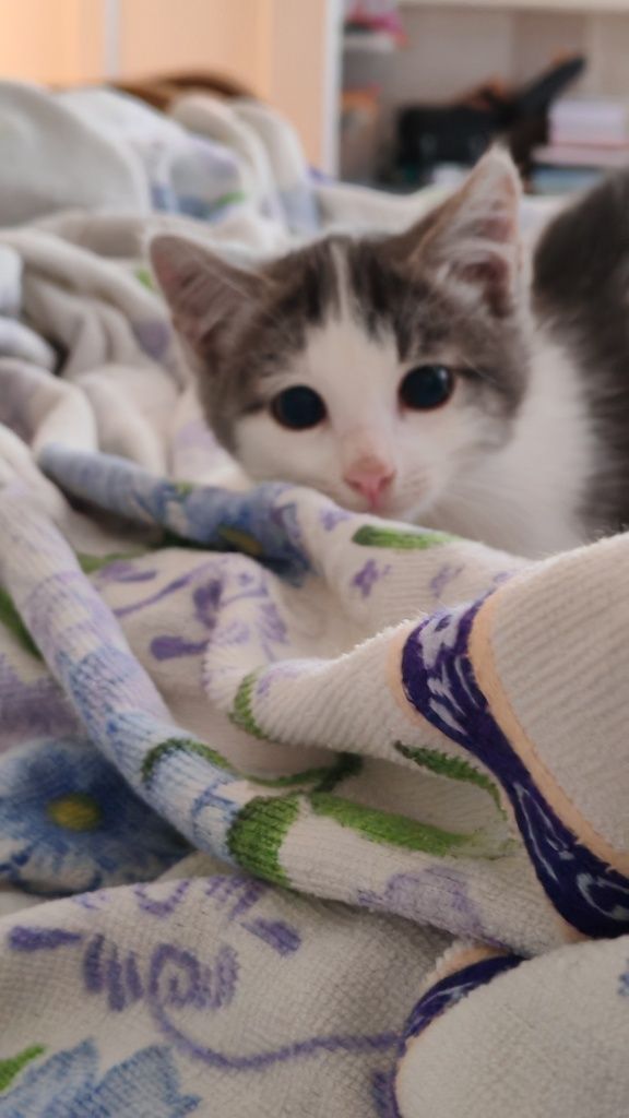 Котенок ищет семью 3-4мес