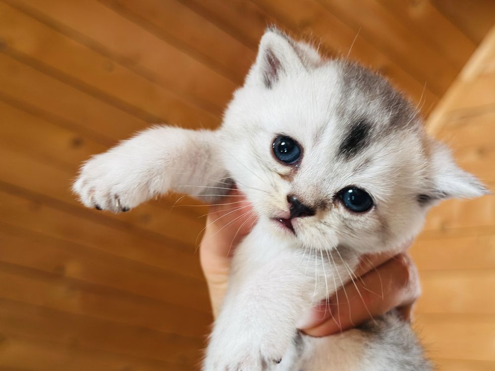 Продам шотландских котят