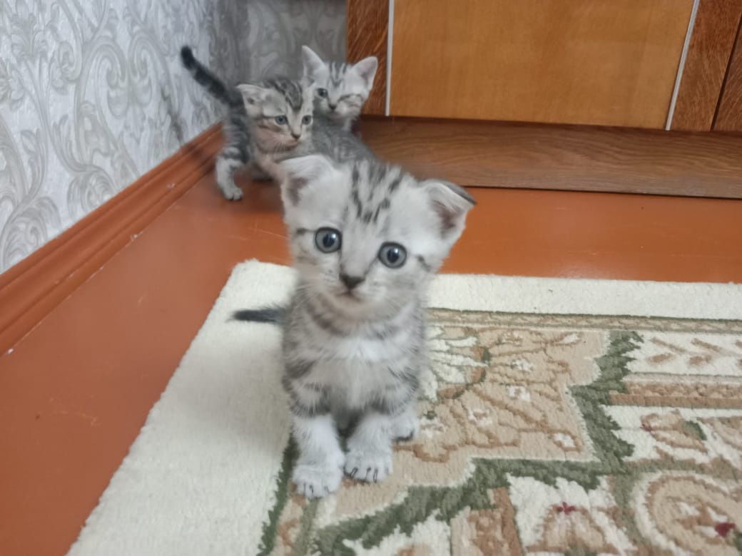 Котята веслоухие полтора месяца