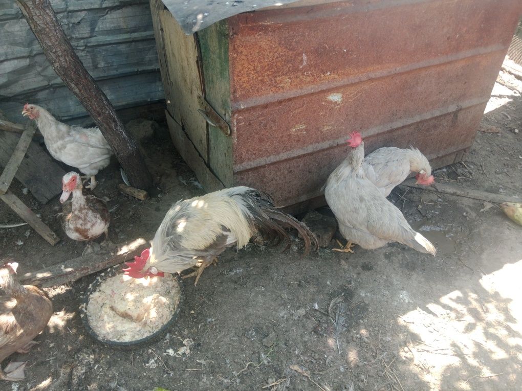 Продпм курей дешево