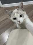 кошка девочка 1 год