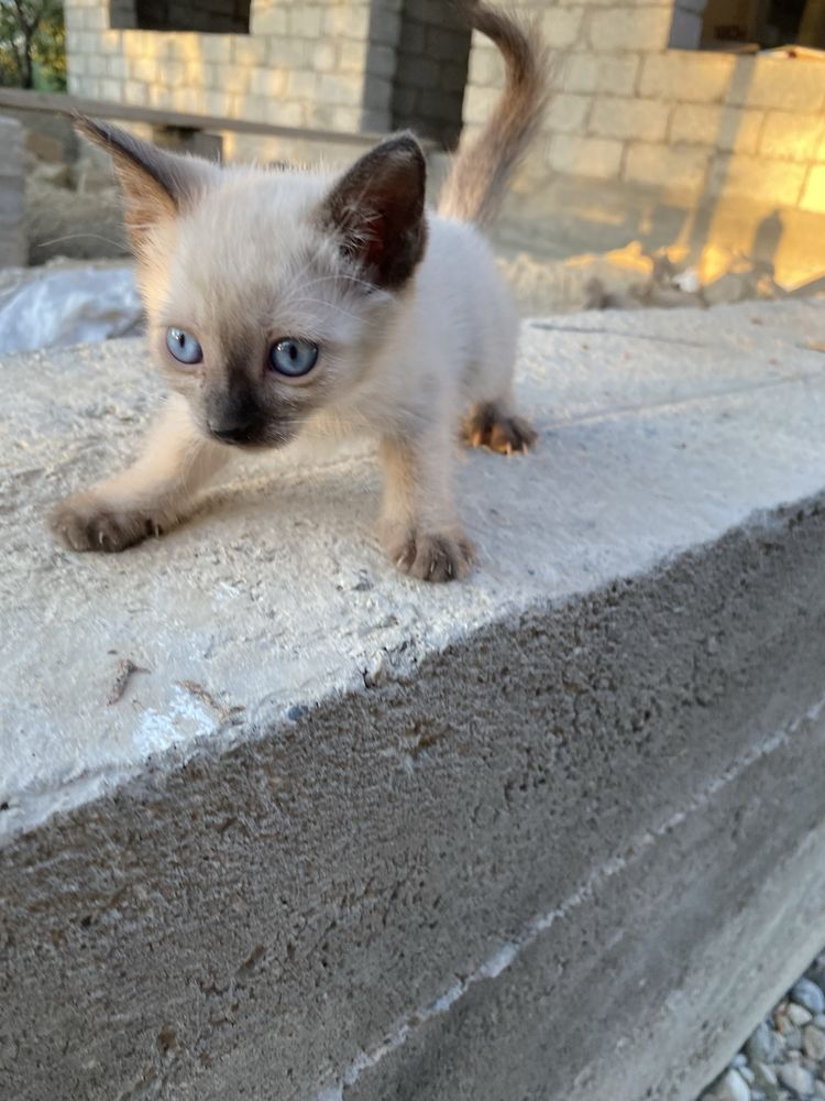 Кошки 2 девочка 1 мальчик