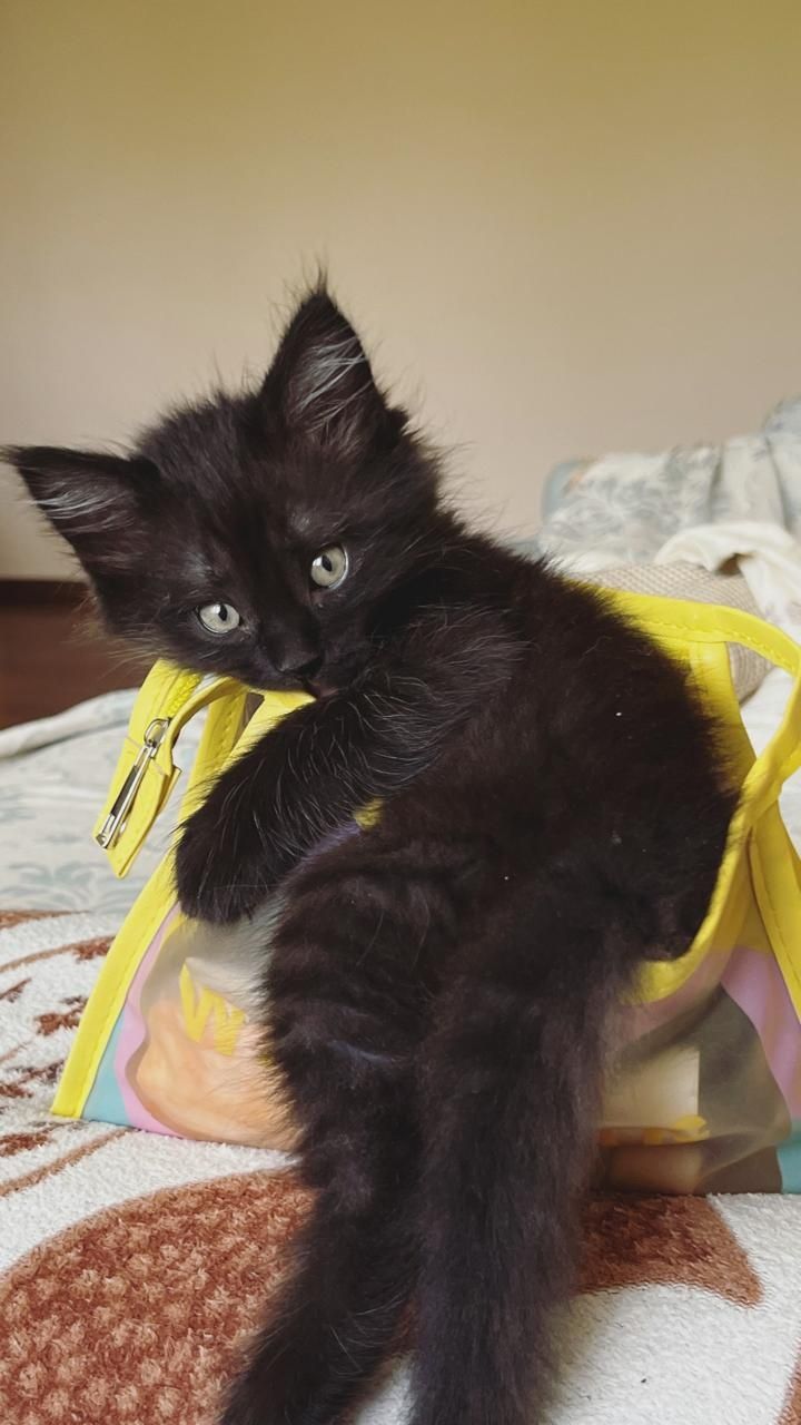 Отдаю Котёнка в добрые руки
