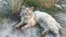 Котенку нужен дом