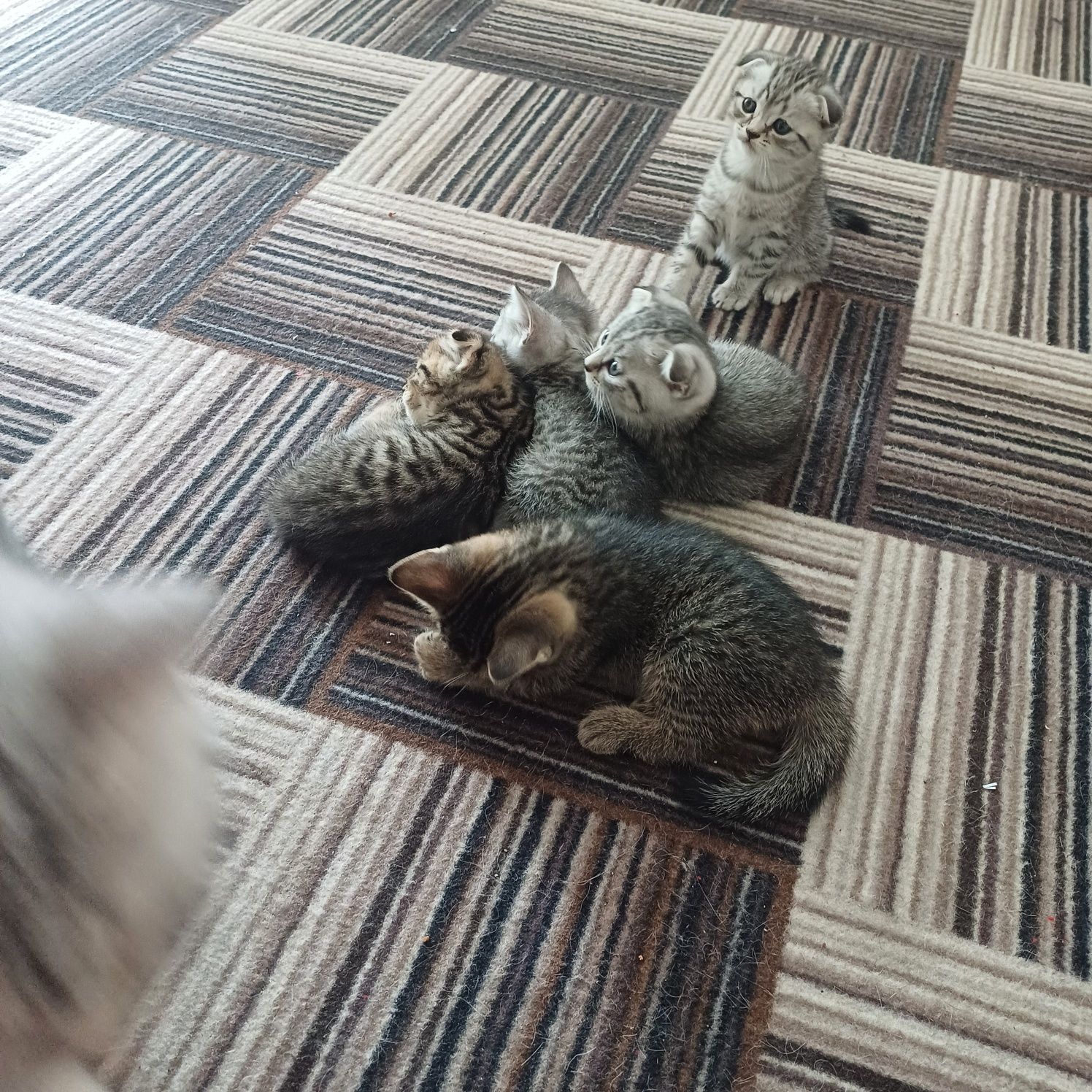шотландские котята