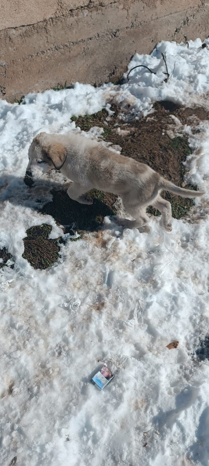 Алабай 2 кушик сатылады