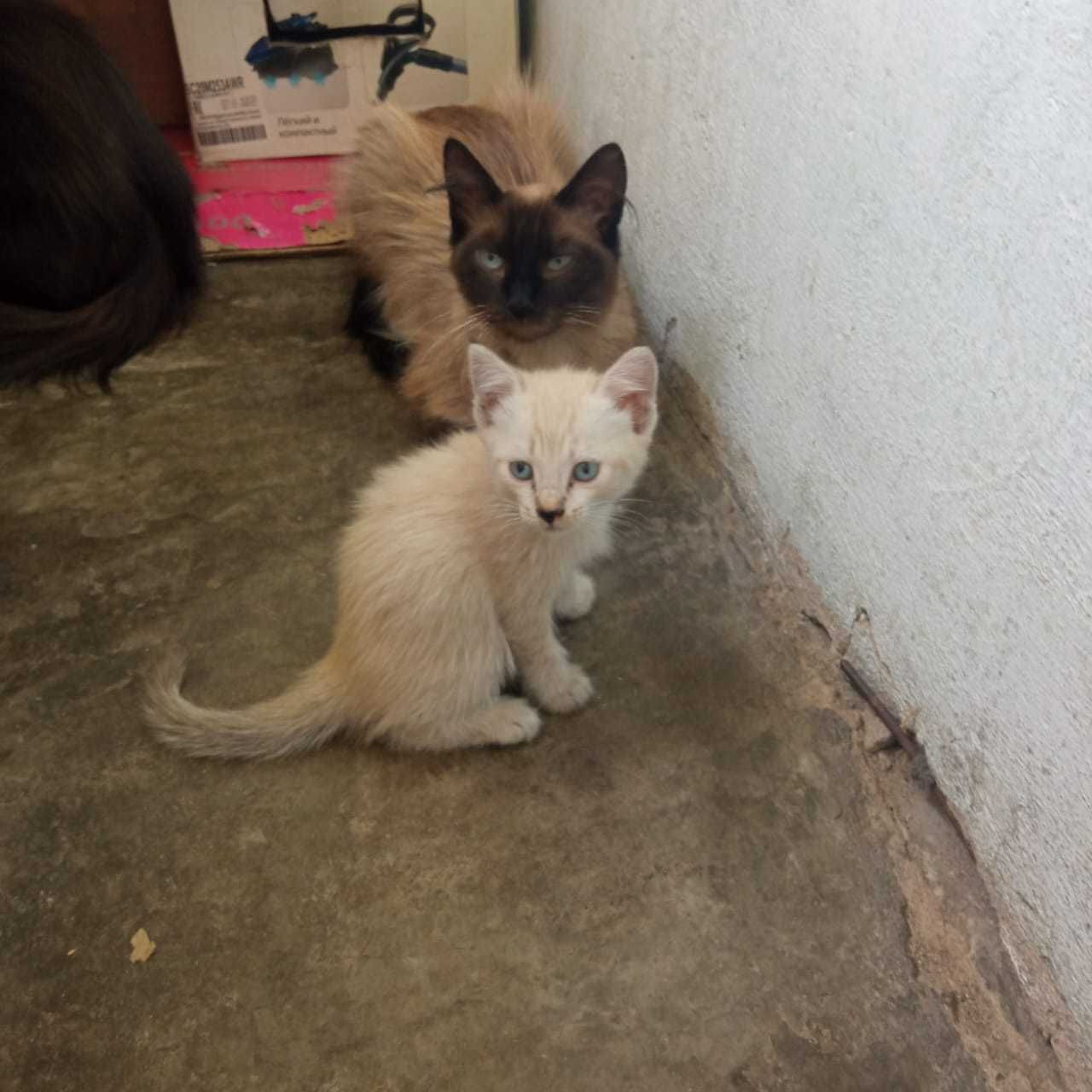 Котята крысоловы в добрые руки