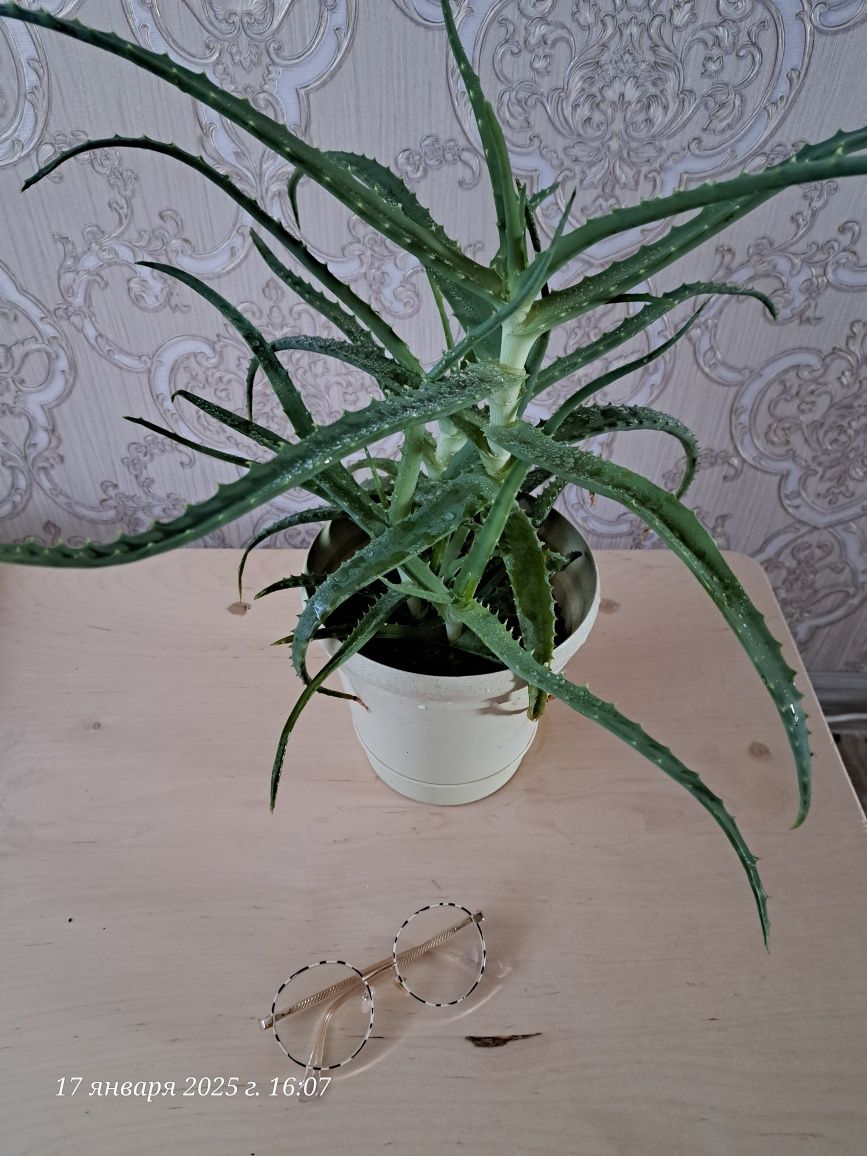Продам Столетник