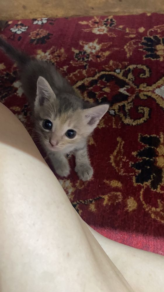 Отдам котять в хорошие руки