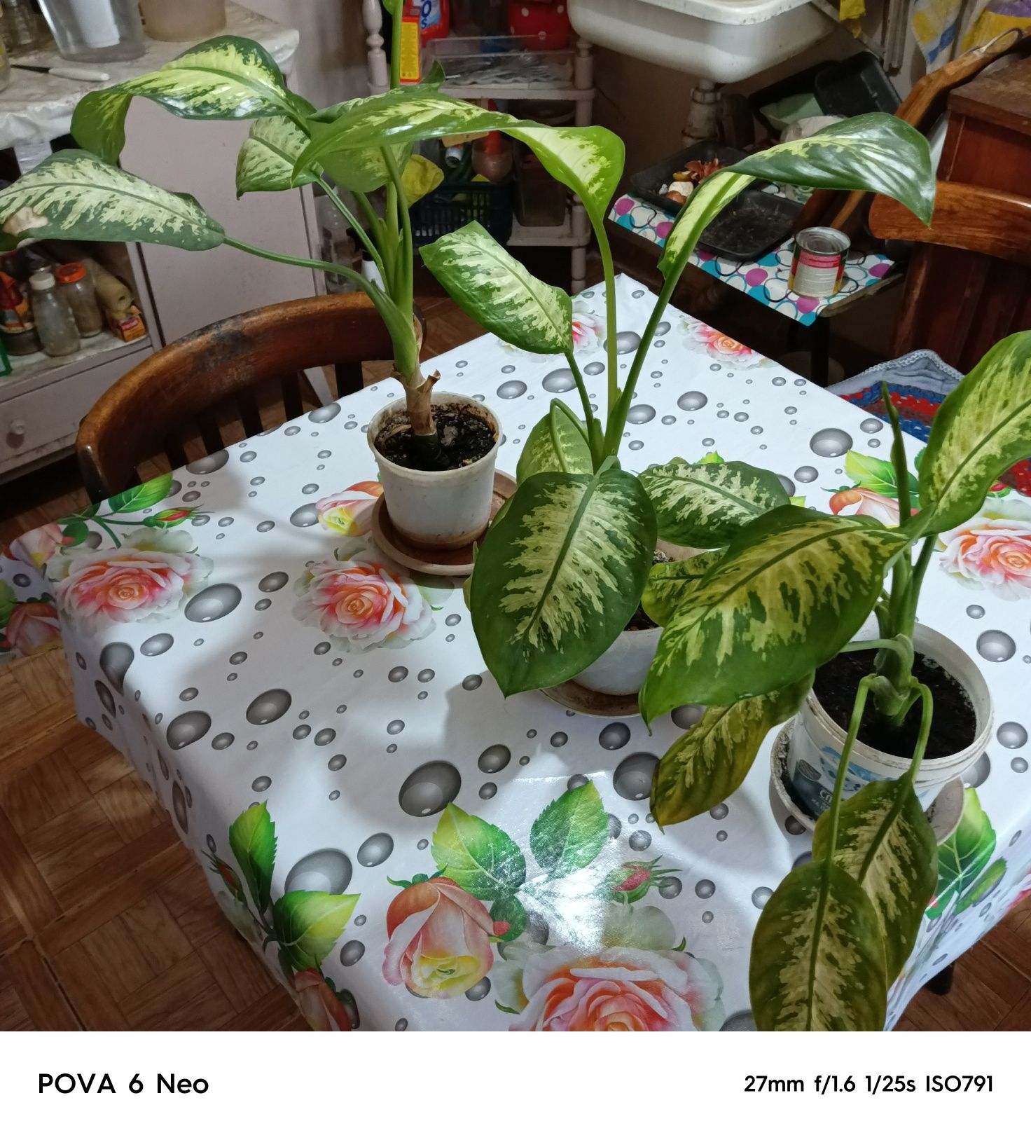 Продам цветки дифенбахии