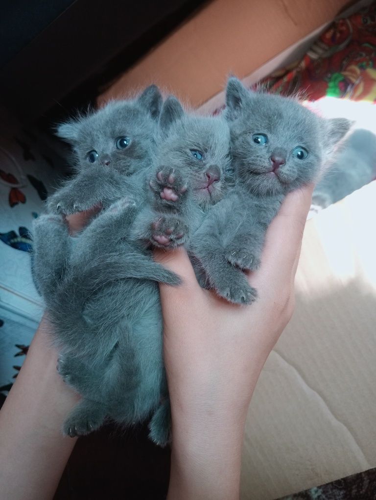 Котята  1 месяца