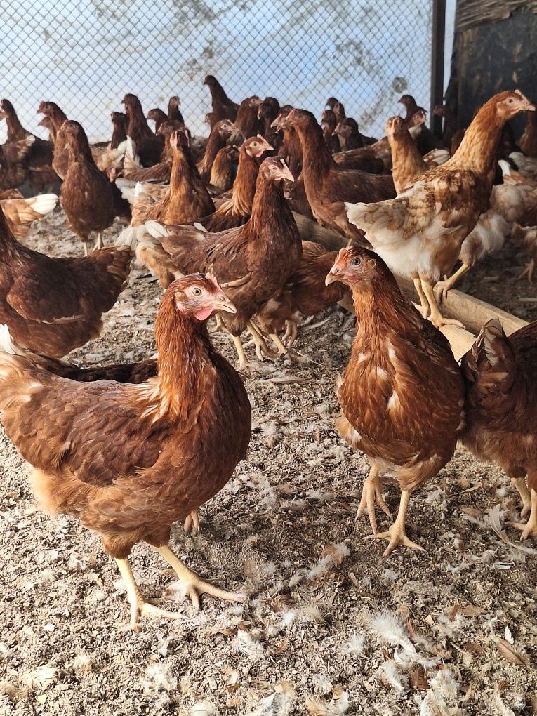 Продам Несушку Ломаны
