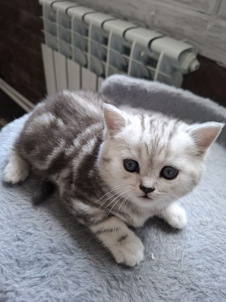 Продажа  котят скотиш страйд