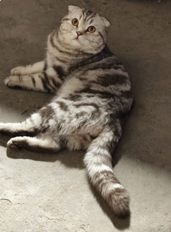 Вязка котик Скоттиш фолд