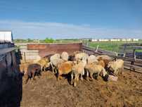 Продам овец р-он Магжана Жумабаева с.Рощино