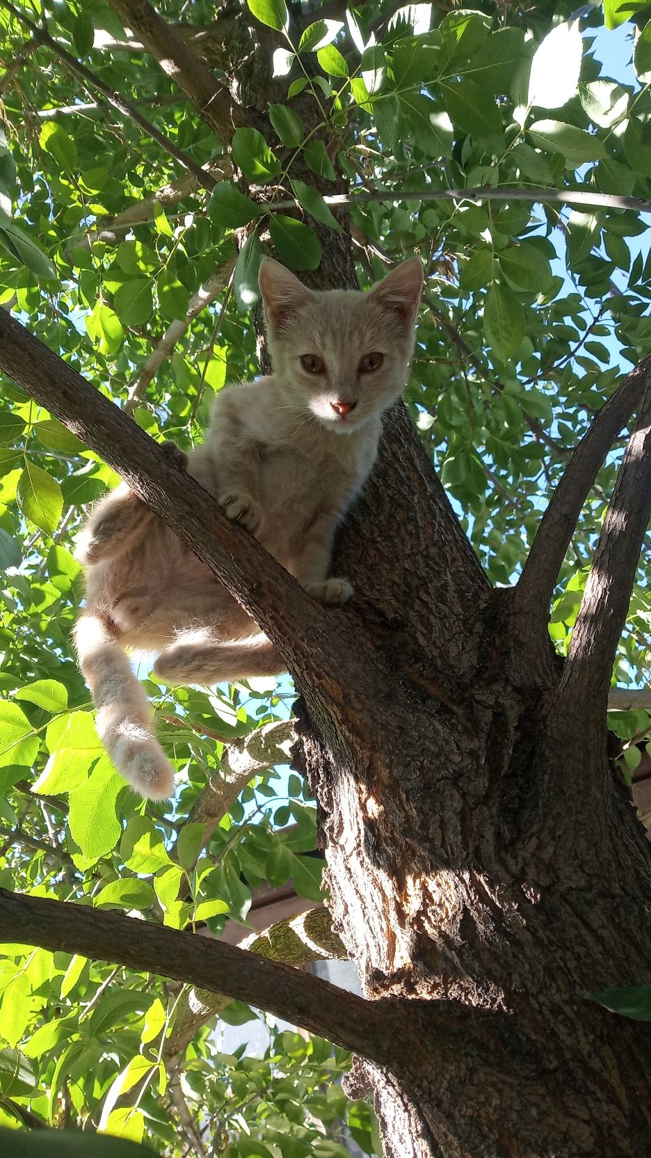 Отдам в хорошие руки котенка дев. рыжий мальчик.