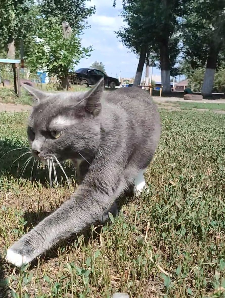 Кошка, стерилизованная, домашняя, преданная