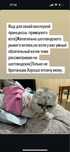 Ищем кота,красивого!Тараз