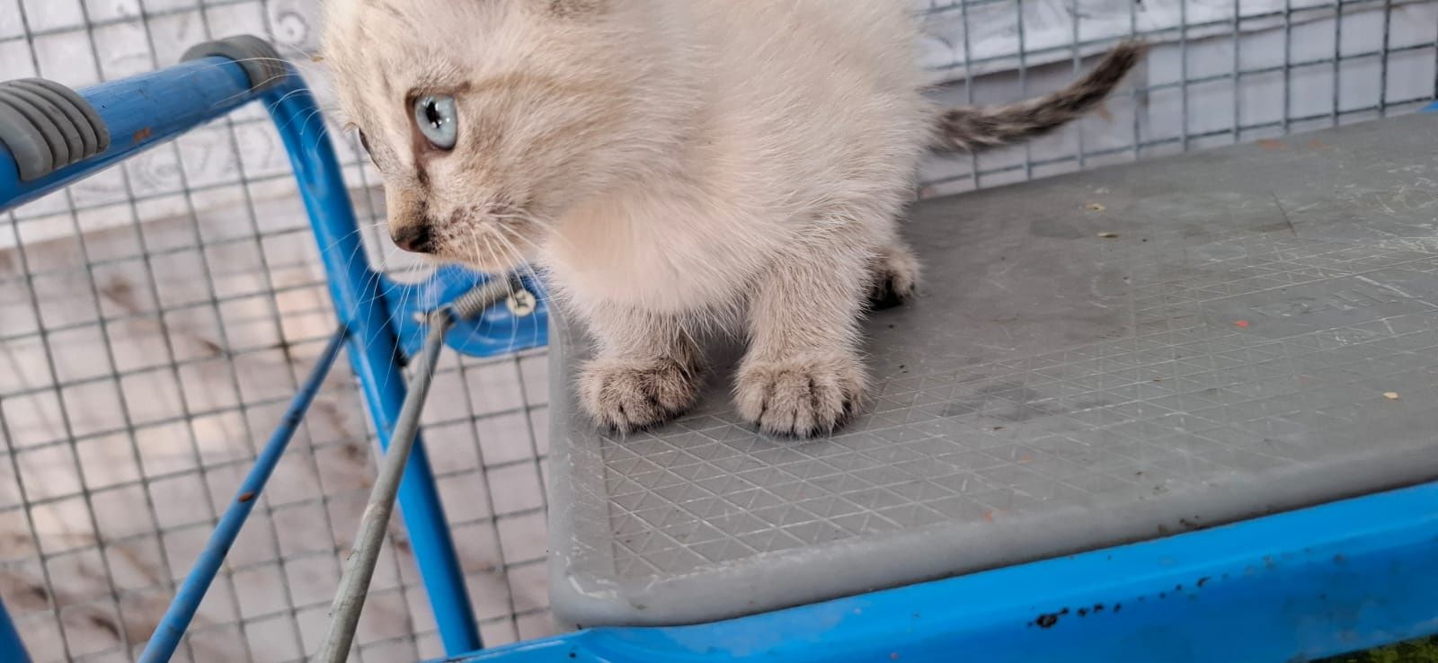 Котёнок девочка с голубыми глазками