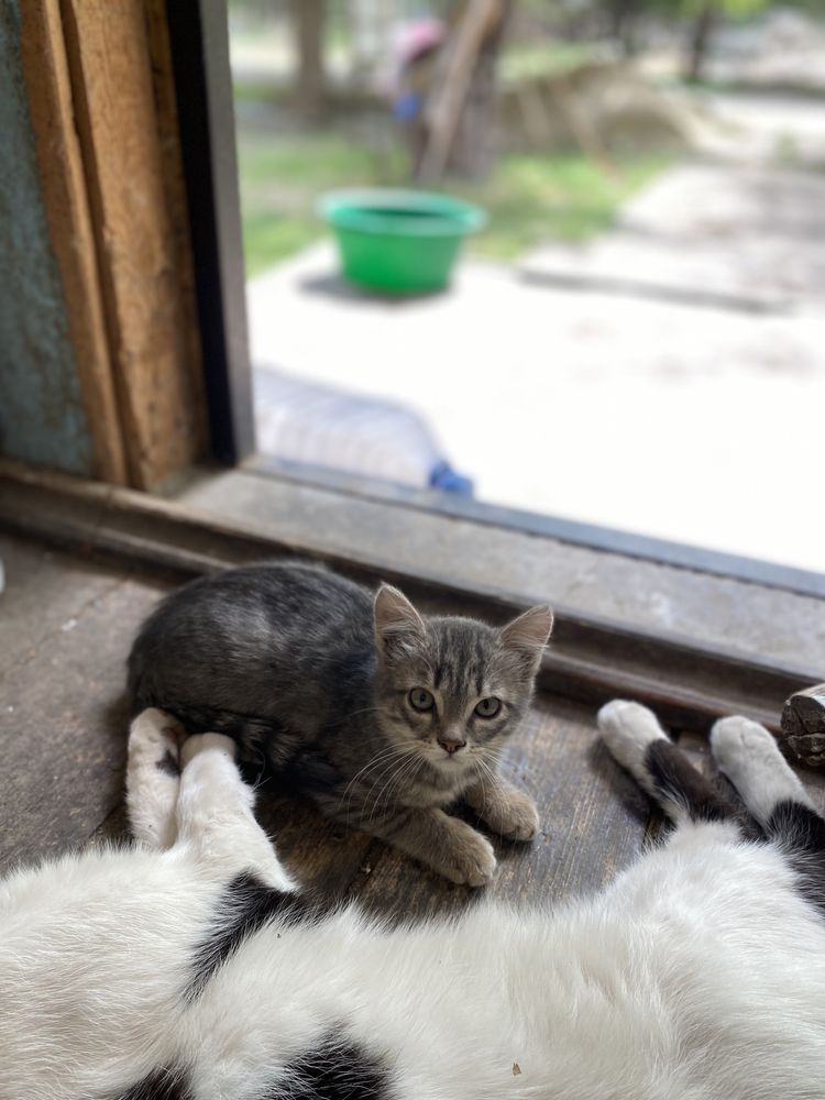 Котята в добрые заботливые руки.